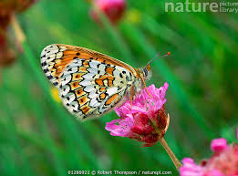 Attēlu rezultāti vaicājumam “Melitaea cinxia”