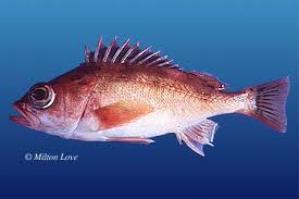 Image result for Sebastes