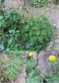 Image result for Tanacetum parthenium