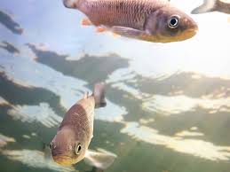 Image result for Squalius cephalus