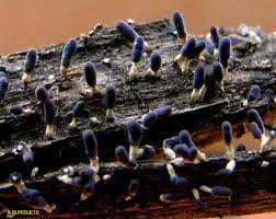 Attēlu rezultāti vaicājumam “Diachea leucopodia”