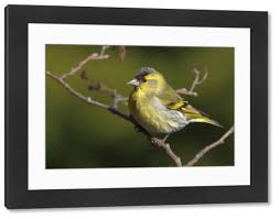 Attēlu rezultāti vaicājumam “Carduelis spinus male”