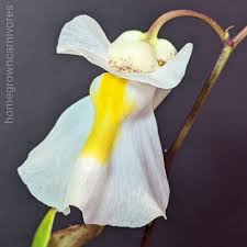 Attēlu rezultāti vaicājumam “Trichia alpina young”