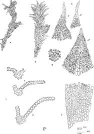 Attēlu rezultāti vaicājumam “Zygodon rupestris”