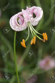 Attēlu rezultāti vaicājumam “Lilium lancifolium bud”