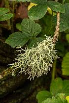 Attēlu rezultāti vaicājumam “Evernia prunastri”