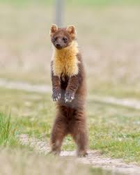 Attēlu rezultāti vaicājumam “Martes”