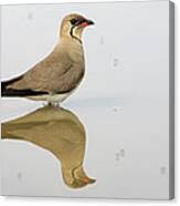 Image result for Glareola pratincola