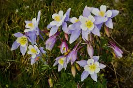 Image result for Aquilegia caerulea