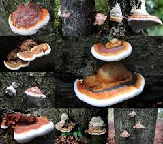 Attēlu rezultāti vaicājumam “Fomes fomentarius”