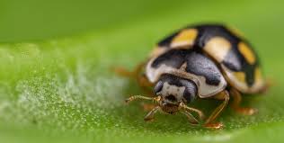 Attēlu rezultāti vaicājumam “Propylea quatuordecimpunctata”