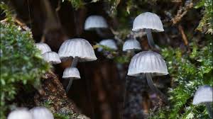 Attēlu rezultāti vaicājumam “Mycena pseudocorticola”