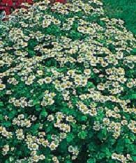 Image result for Tanacetum parthenium 'Tetraweiss'