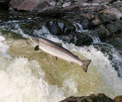 Image result for Salmo salar