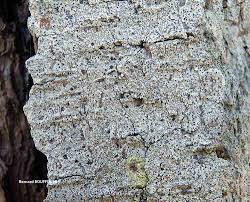 Attēlu rezultāti vaicājumam “Cliostomum corrugatum”