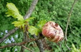 Attēlu rezultāti vaicājumam “Biorhiza pallida”