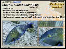 Image result for Scarus fuscopurpureus