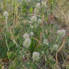 Attēlu rezultāti vaicājumam “Trifolium arvense flower”