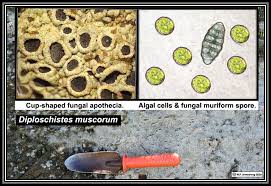 Attēlu rezultāti vaicājumam “Lignydium muscorum spores”