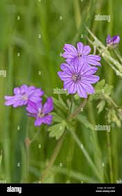 Attēlu rezultāti vaicājumam “Geranium pyrenaicum”