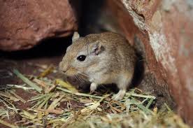 Image result for Gerbil