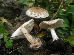 Attēlu rezultāti vaicājumam “Macrolepiota rhacodes var. bohemica”