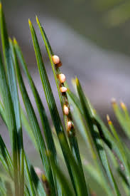 Attēlu rezultāti vaicājumam “Coleosporium sp.”