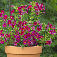 Image result for Mimulus x hybrida