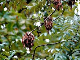 Attēlu rezultāti vaicājumam “Fraxinus excelsior”