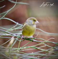 Attēlu rezultāti vaicājumam “Chloris chloris female”