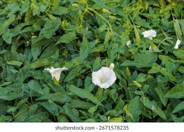Attēlu rezultāti vaicājumam “Calystegia inflata flower”
