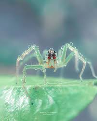 Attēlu rezultāti vaicājumam “Fuligo licentii macro”