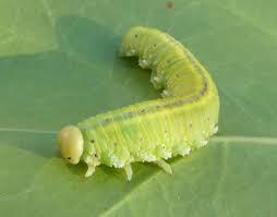 Attēlu rezultāti vaicājumam “Cimbex femoratus imago”