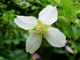 Attēlu rezultāti vaicājumam “Philadelphus lemoinei flower”