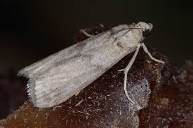 Attēlu rezultāti vaicājumam “Apomyelois bistriatella”