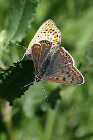 Attēlu rezultāti vaicājumam “Lycaena tityrus female”