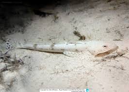 Image result for Platycephalus speculator