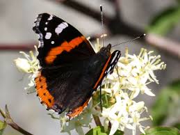 Attēlu rezultāti vaicājumam “Vanessa atalanta upperside”