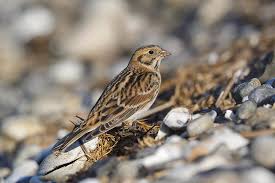 Image result for Calcarius lapponicus