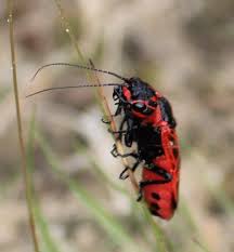 Attēlu rezultāti vaicājumam “Caenolyda reticulata”