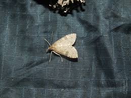 Attēlu rezultāti vaicājumam “Udea prunalis”