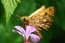 Attēlu rezultāti vaicājumam “Carterocephalus silvicolus male”