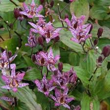 Image result for Tricyrtis `Black Beauty`