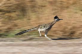 Image result for Reading Roadrunners