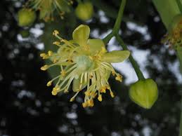 Attēlu rezultāti vaicājumam “Tilia platyphyllos subsp. platyphyllos”