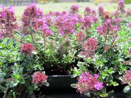 Attēlu rezultāti vaicājumam “Thymus serpyllum flower”