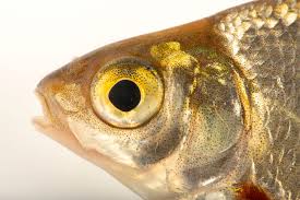 Image result for Blicca bjoerkna