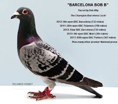 Image result for Abbeyton & Broomfield Racing Pigeons