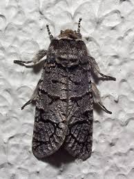 Attēlu rezultāti vaicājumam “Cossidae”