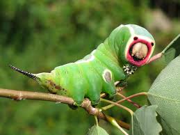 Attēlu rezultāti vaicājumam “Cerura vinula”